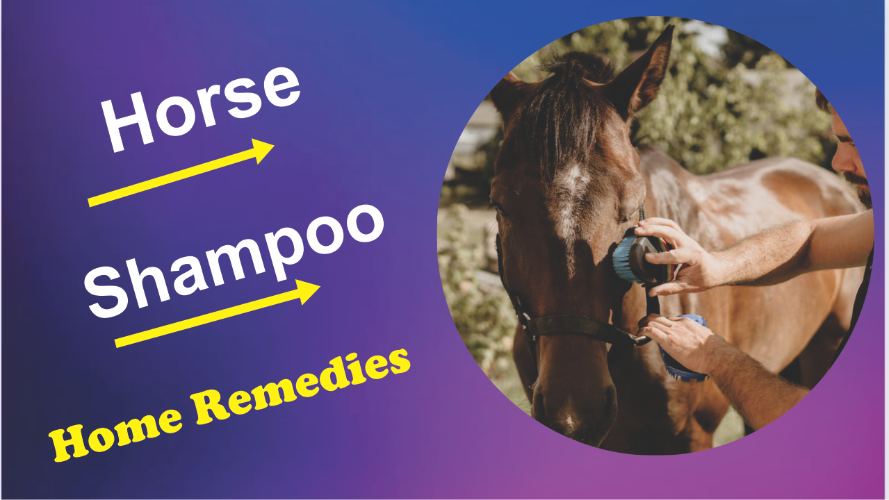 alternative horse shampoo